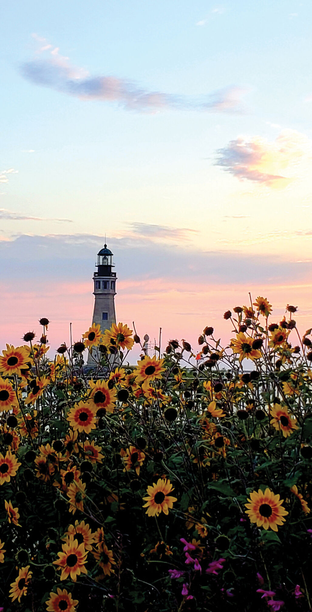 Buffalo Lighthouse and sunflowers